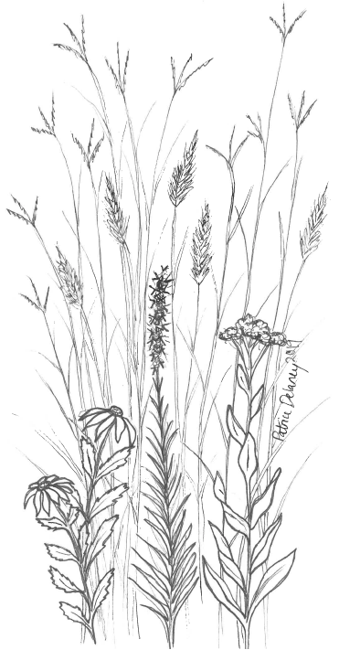 Line drawing of flowers and butterfly.